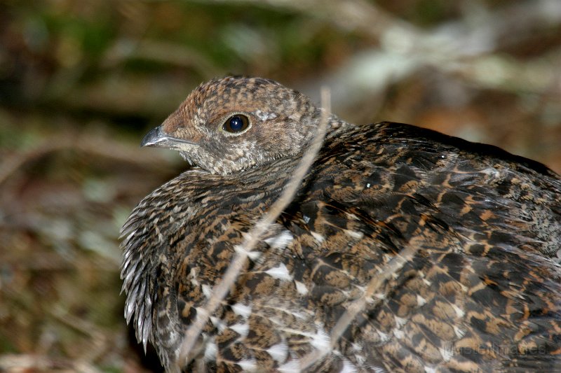 159_5953c.jpg - Spruce Grouse (Falcipennis canadensis) - female